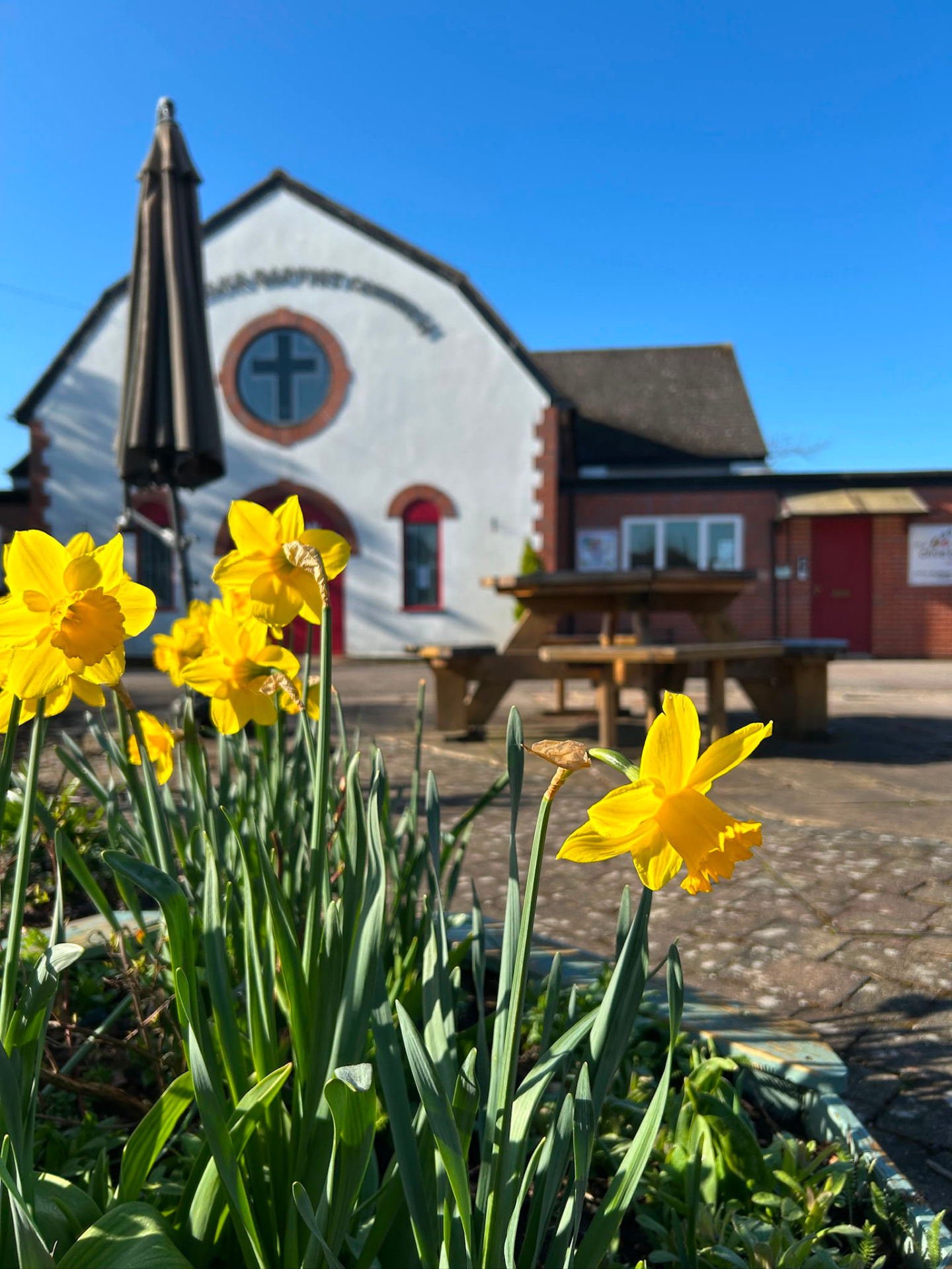 Daffodils in bloom outside Four Oaks Baptist Church under a bright blue sky