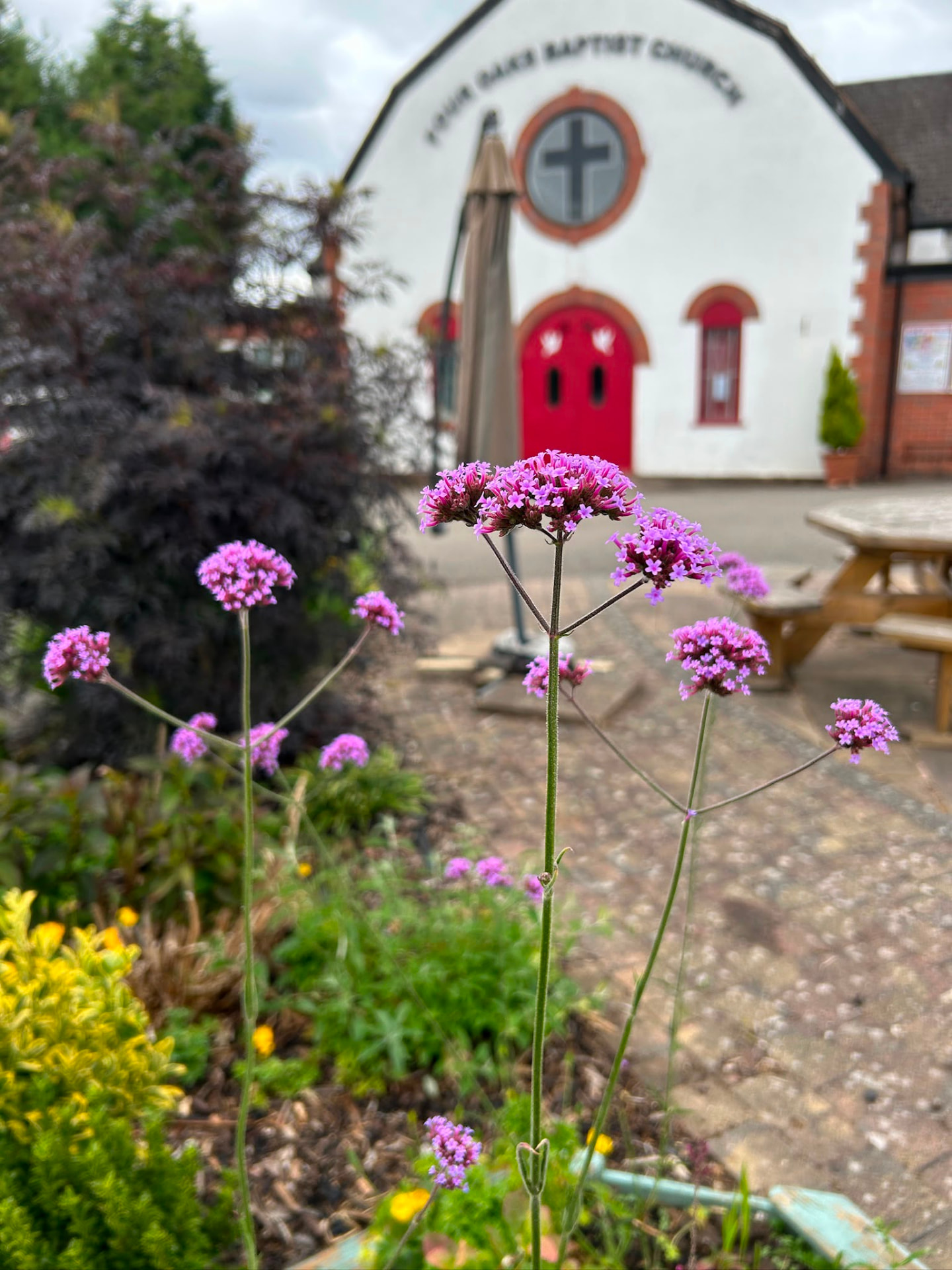 Purple verbena flowers in the community garden with the church and its red door behind