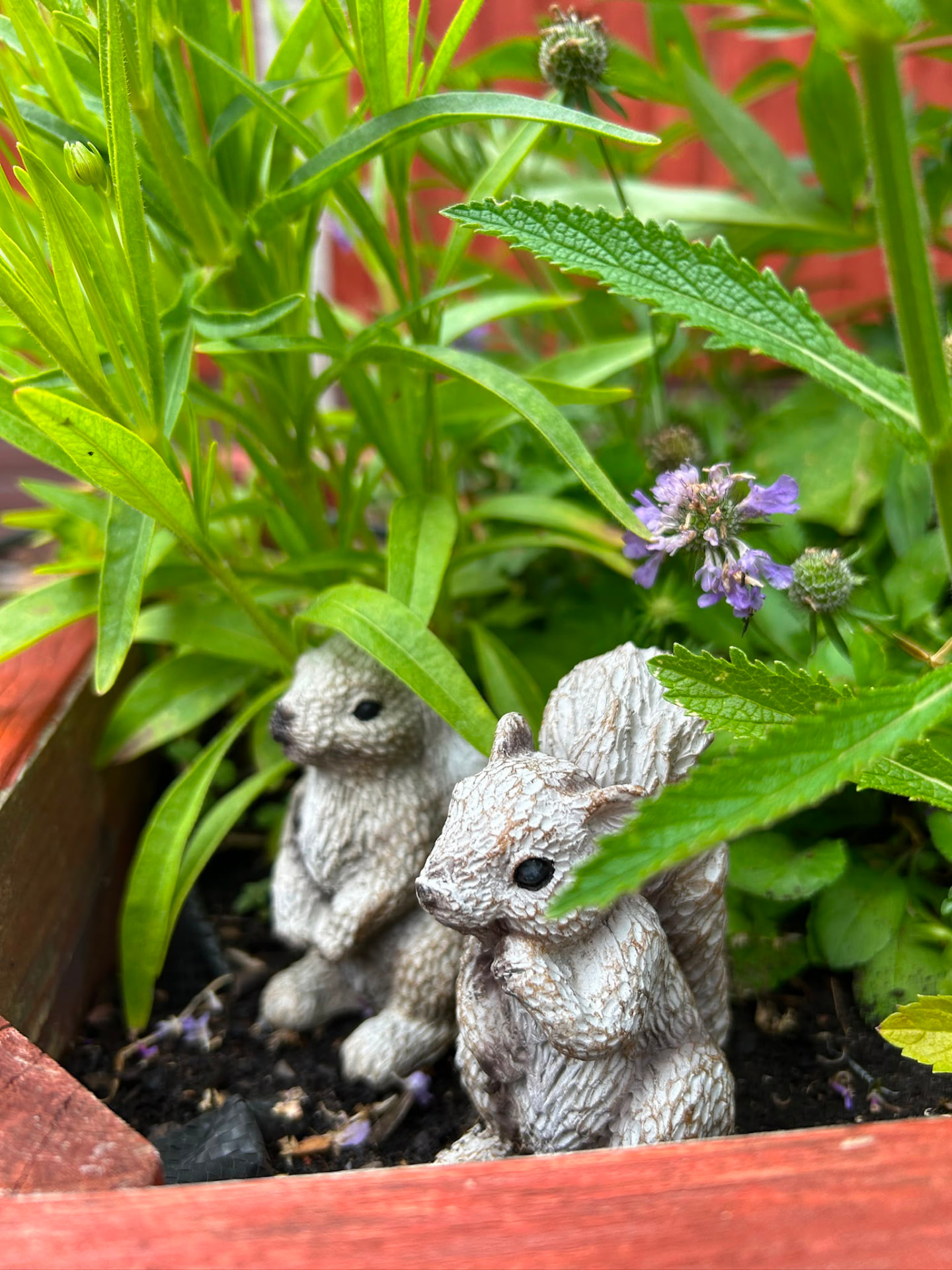 Two stone squirrel ornaments tucked among the planting in a raised bed