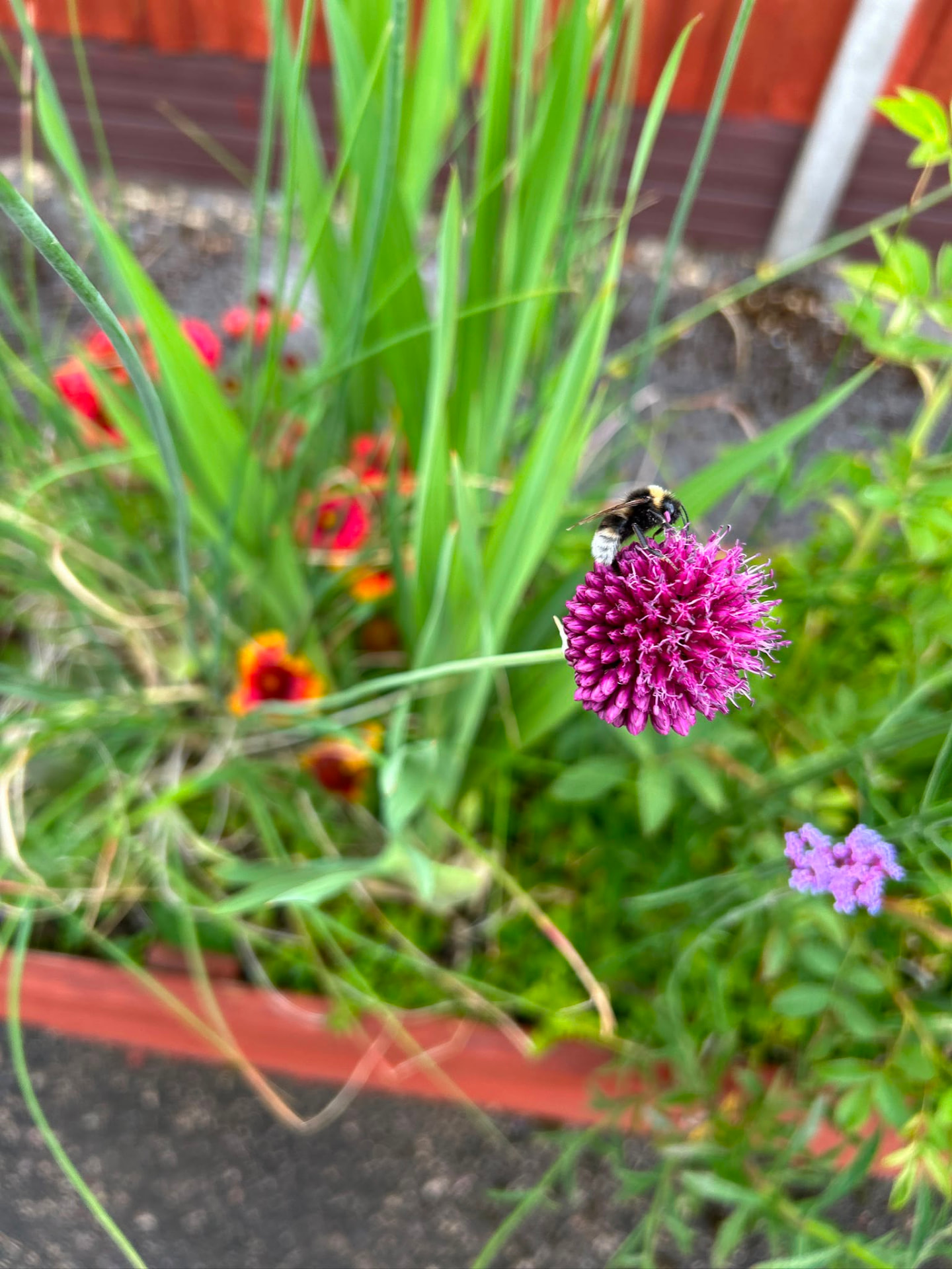 Bee resting on an allium flower in the community garden